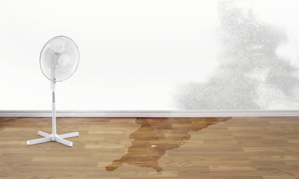 Best Water damage cleanup near me  in Colon, MI