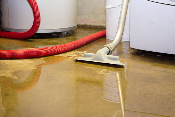 Best Mold removal after water damage  in Colon, MI